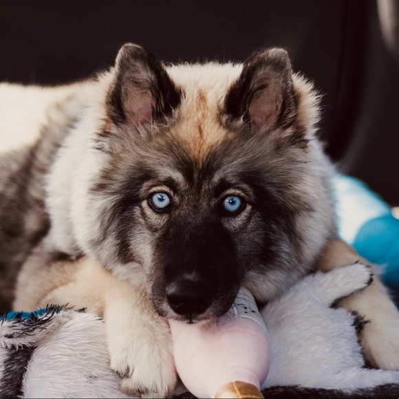 🎉 MEET THE POSHER 🎉 - Picture 8 of 10